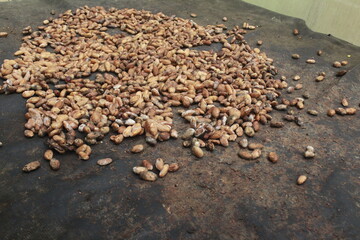 buckwheat in the sand