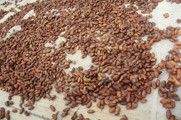 coffee beans background