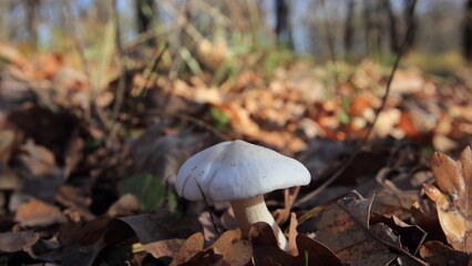 mushrooms in the forest