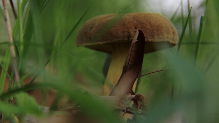 mushroom in the forest