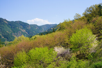 春の桜ヶ丘公園からの眺望(徳島県三好市)