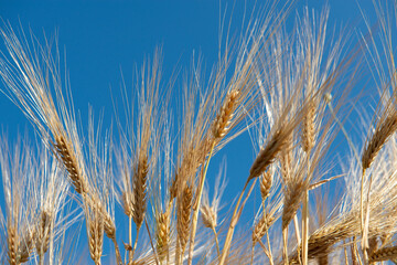 Golden cereals grows in field over blue sky. Grain crops. Spikelets of wheat, June. Important food grains