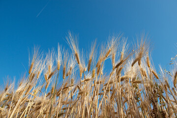 Golden cereals grows in field over blue sky. Grain crops. Spikelets of wheat, June. Important food grains