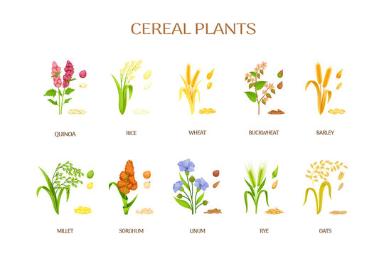 Spikelets of cereal plants. Flour ears, crops agriculture plant rye siberian millet oat, raw barley for beer, cereal grain sorghum buckwheat, isolated exact vector illustration
