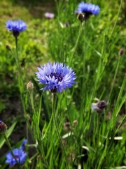 Cornflower on a field with selective focus. Beautiful very peri flower. Nature background.