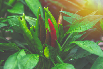 Small red and green chili peppers on plant in garden 