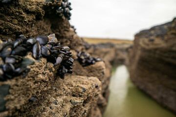 mussels clinging to rocks at low tide