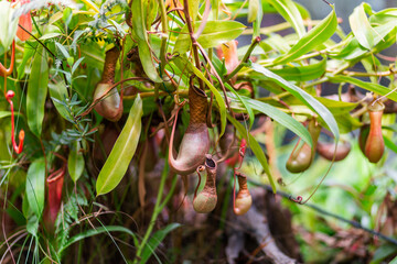 Nepenthes alata, tropical pitcher plant. Exotic plant is carnivorous and uses its nectar to attract...