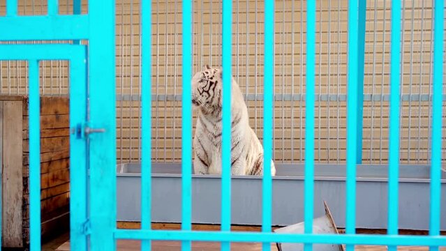 White tiger in a zoo cage