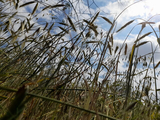 Spighe di grano in un campo agricolo in primavera