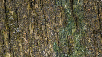 Texture of the bark of a tree