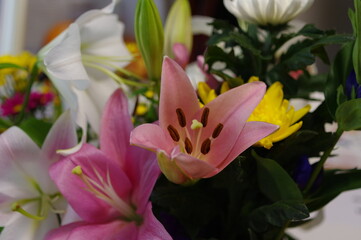 Obraz premium ピンク色の百合の切り花