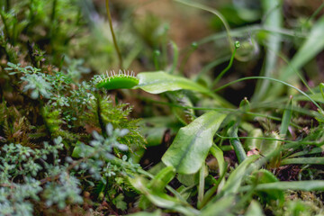 Venus flytrap or Dionaea muscipula, close up photo of carnivorous plant.