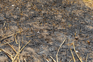 field of burnt grass. The field after the fire