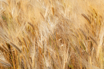 Golden field of cereals. Grain crops. Spikelets of wheat, June. Important food grains