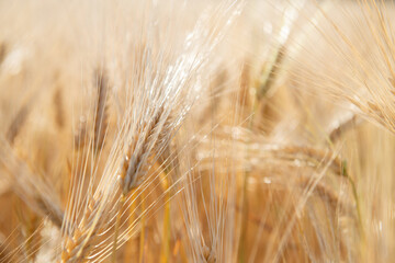 Wheat. Golden field of cereals. Grain crops. Spikelets closeup, sunny June. Important food grains