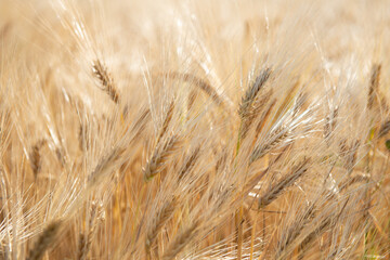 Wheat. Golden field of cereals. Grain crops. Spikelets closeup, sunny June. Important food grains