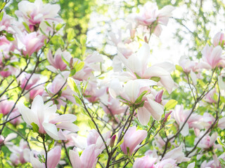 Sun shines through foliage and pink flowers of Magnolia Susan. Natural spring background with flowers in bloom.