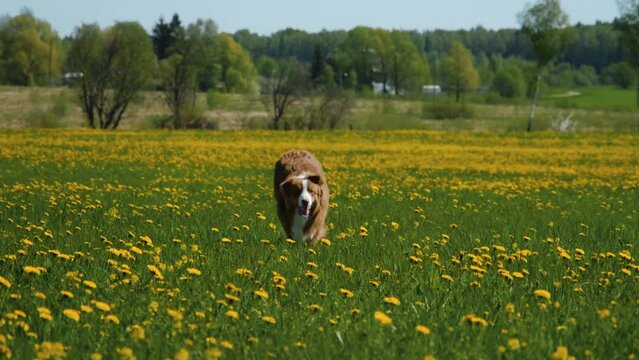 Concept of World Animal Day or International Animal Rights Day. Charming teenage Australian Shepherd dog runs fast in field with yellow dandelions sticking out tongue with joy.