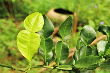  Kaffir lime leave . close up photo