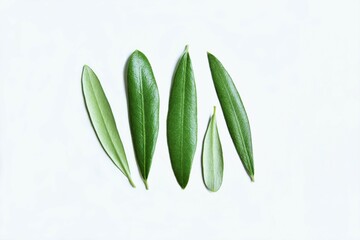 Five olive leave different size frontside and backside photo isolate on white top view copy space
