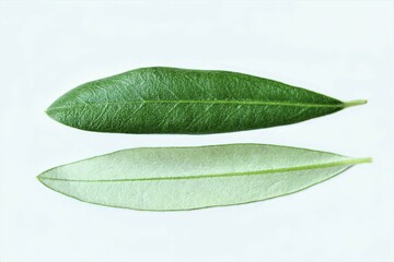 Close up pair of olive leave front and backside photo isolate on white background top view