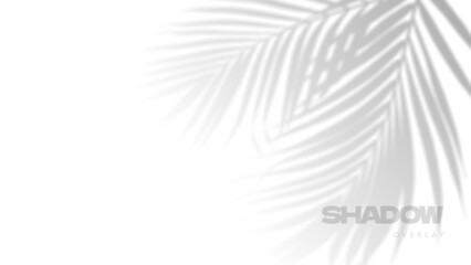Fototapeta na wymiar Palm tropical leaves shadow overlay on white background