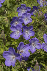 G&eacute;ranium vivace Johnson's blue	
