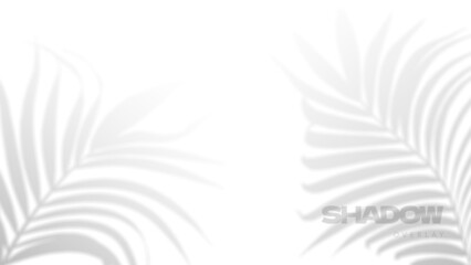 Palm tropical leaves shadow overlay on white background