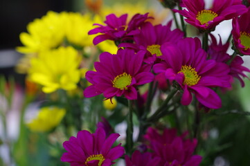 Obraz premium ムラサキ色のキクの花