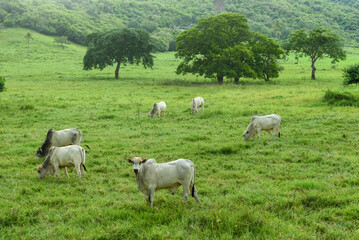Livestock. Cattle raised in the field in Guarabira, Paraiba, Brazil on May 29, 2022.