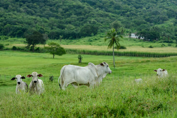 Fototapeta na wymiar Livestock. Cattle raised in the field in Guarabira, Paraiba, Brazil on May 29, 2022.