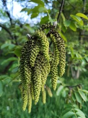 Spring - walnut tree green flowers 