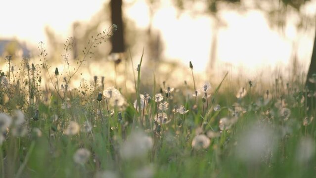 Slow motion of flowers at sunset