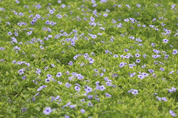 Obraz na płótnie Canvas Forest of Flowers. the beauty of the flower fields. beautiful purple flower field