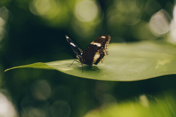 Butterfly with opened wings on a green leaf.