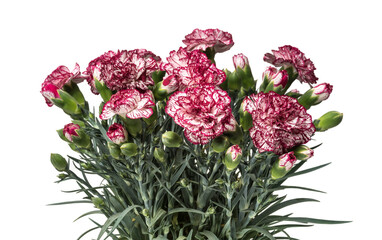 Pink and white dianthus caryophyllus flowers isolated on white background.