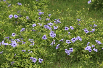 Obraz na płótnie Canvas Forest of Flowers. the beauty of the flower fields. beautiful purple flower field