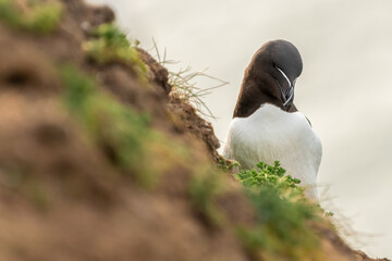 Razorbill (Alca torda) closeup portrait in the evening. Seabird nesting in spring.