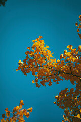 autumn leaves background