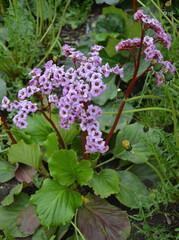A flowering plant of Bergenia crassifolia in the garden