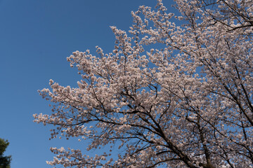 tree blossom