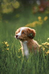 toller dog in grass