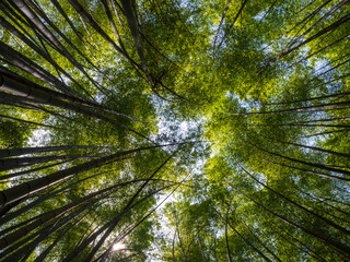 竹の林を見上げる