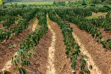 Fototapeta na wymiar cassava fields in agricultural areas