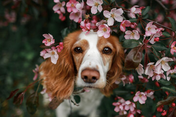 Spaniel dog in the blossom garden