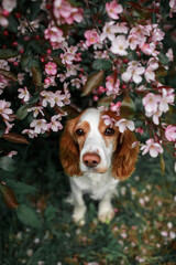 Spaniel dog in the blossom garden