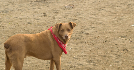 Labrador dog breed standing on sandy beach