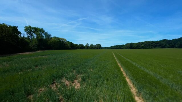 FPV DRONE SHOT - Flight close to the green field and bird chasing