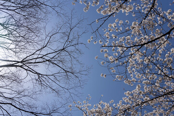 branches against sky